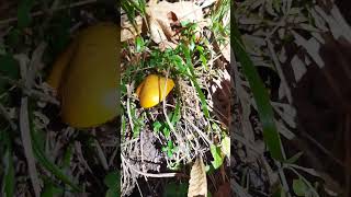 Suillus grevillei laricino larch bolete Grevilles bolete mushroom nature autunno [upl. by Shah]