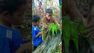 The people meet parrots on a stump tree part 03 nature birds birdsbeauty plant animals [upl. by Aneerol]