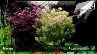 Rotala rotundifolia [upl. by Akinorev]