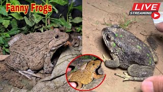 🐸Boing boing catching froggy funny  wep wep catch frogs make you laugh fannyvideo frog shorts p3 [upl. by Wilbur]