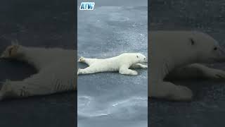 MindBlowing Intelligence Polar Bears IceCrossing Mastery 🐾❄️ [upl. by Colvert]