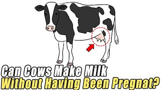 How Does Cow Make Milk [upl. by Kate]