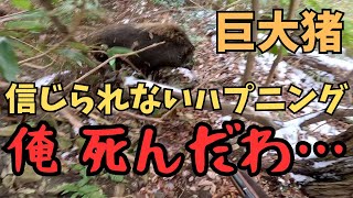 【最後はヘッドショット】猟犬アスカが起こした巨大猪が目の前に来たので、猟銃の引き鉄を弾いた瞬間…【単独狩猟一銃一狗】 [upl. by Gnal643]