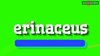 ERINACEUS  HOW TO SAY ERINACEUS [upl. by Myriam]