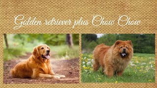 Chowchow mix Golden Retriever [upl. by Enilreug]