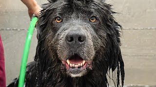 This Might Be The Most Pampered Pooch In The World  Rare Newfoundland Dog [upl. by Hilda]