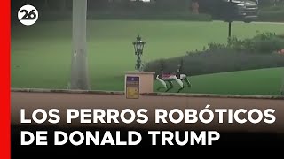 Perros robóticos vigilan la casa de Donald Trump en Florida [upl. by Amerd816]