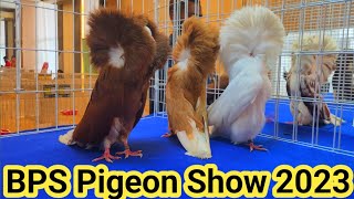 Jacobin pigeons  top 10 rare colour Jacobin pigeon breeds  BPS Pigeon show 2023 [upl. by Lirpa195]