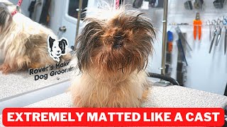 Shih Tzu COVERED IN A Matted Cast  FREE GROOM [upl. by Valencia]