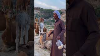 Surviving in the Desert A Nomadic Camel Feeding and Lifestyle Adventure [upl. by Nowd]