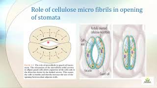 Factors responsible for stomatal opening and Closing [upl. by Arther]