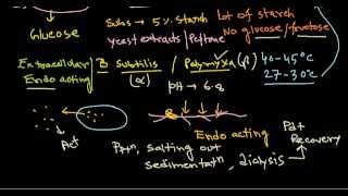 Amylase production [upl. by Rammaj]