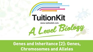 Genes Chromosomes and Alleles A Level Biology [upl. by Oriane]