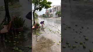 가로수 베트남 그린망고 Mangifera indica [upl. by Liarret]