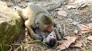 Adult Monkey Matting with Very Little Baby Monkey  So Heavy Playing [upl. by Nitsraek86]