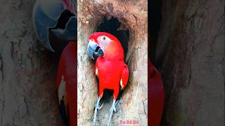 bird nest found in tree cavity shortvideo [upl. by Hoag]