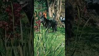 Dixie belgian shepherd groenendael taking bath cachorro perro perros doglover shepherd [upl. by Aerdnek]