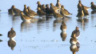 Ljungpipare Pluvialis apricaria eller altifrons Golden Plover [upl. by Adnilema852]