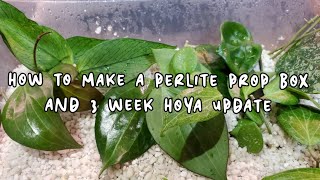 HOW TO MAKE A PERLITE PROP BOX  And Hoya 3 Week Propagation Update [upl. by Pavkovic]