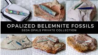 What are Opalized Belemnite Fossils [upl. by Somerset]