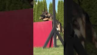 Spot on Agility germanshepherd [upl. by Auqinihs562]