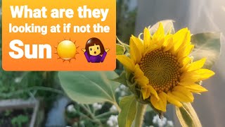 Sunflowers normally follow the Sun☀️🌻 [upl. by Ambrosane]