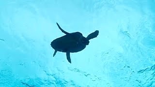 Majestic Hawksbill Sea Turtle Swims Through Ocean [upl. by Rayna824]