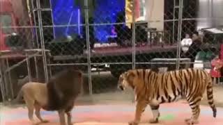 Asiatic lion vs Siberian tiger  lion attack from behind and shocked by size of the tiger [upl. by Agripina567]