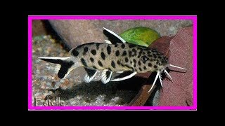 Keeping synodontis aquarium catfish [upl. by Aihsenak271]