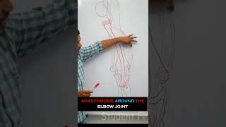 Anastomosis around the elbow joint  full lecture in description anatomy medical mbbs medicine [upl. by Selestina431]