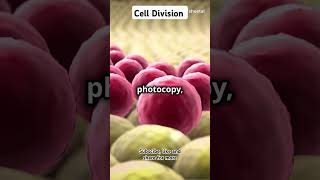 CellDivision trendingvideos meiosis mitosis biology science [upl. by Mala]