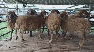 Awassi The biggest sheep breed in world  Sheep farming [upl. by Dombrowski387]