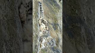 Snow Leopard Panthera uncia in Cat Family Felidae  Observed in Description [upl. by Noswal]