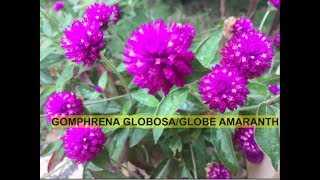 HOW TO GROW AND CARE GOMPHRENA GLOBOSAGLOBE AMARANTHBACHELOR BUTTON [upl. by Notselrahc297]