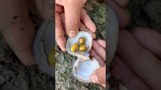 Unpredictable pearls in clam found breakingnews clam pearl [upl. by Eemaj]