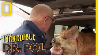 Dr Pols Top 100 Moments  The Incredible Dr Pol [upl. by Berstine401]