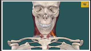 PREVERTEBRAL AND PARAVERTEBRAL REGIONS OF THE NECK AND ROOT OF THE NECK [upl. by Coit]