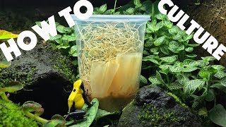 How to culture flightless fruit flies as food [upl. by Haroppizt]