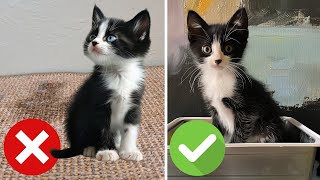 How To Litter Train Baby Kittens FAST ALWAYS WORKS [upl. by Ihc]