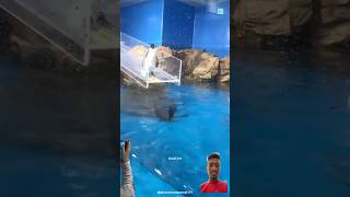 Dill toot gya yaar😱🤑 fish aquarium penguin funny animals new latest facts dastan water [upl. by Strickler817]