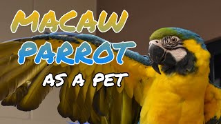 MACAW PARROTS AS PETS [upl. by Akeirahs]