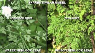 Hemlock  water or poison hemlock identification [upl. by Eiggem]