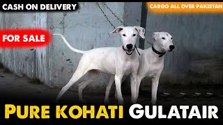 Pure kohati Gulatair For Sale  Male Kohati Gultair Dog  Cargo All Over Pakistan 0331 4957619 [upl. by Anib]