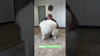 Animals Chiropractic 💚💚asmr dogshorts foryou chiropractic help dogs türkiye hund [upl. by Ordnagela]