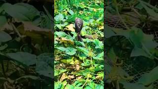 Black cobra snake in agricultural field then they tried to rescue cobra rescue [upl. by Ainerbas835]