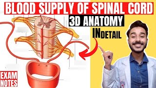 blood supply of spinal cord anatomy 3d  spinal cord blood supply anatomy [upl. by Eanej845]