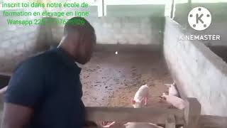 élevage de porc en côte divoire [upl. by Ettennaj]