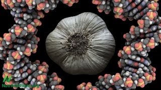 Cancer Interrupted Garlic amp Flavonoids [upl. by Sykleb]