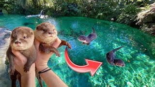 BABY OTTERS GO SWIMMING IN GIANT FRESHWATER LAGOON  WHAT HAPPENS [upl. by Attenna]