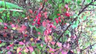 Golden Barberry Shrub Changes Colors with the Seasons lowmaintenance [upl. by Ellener384]